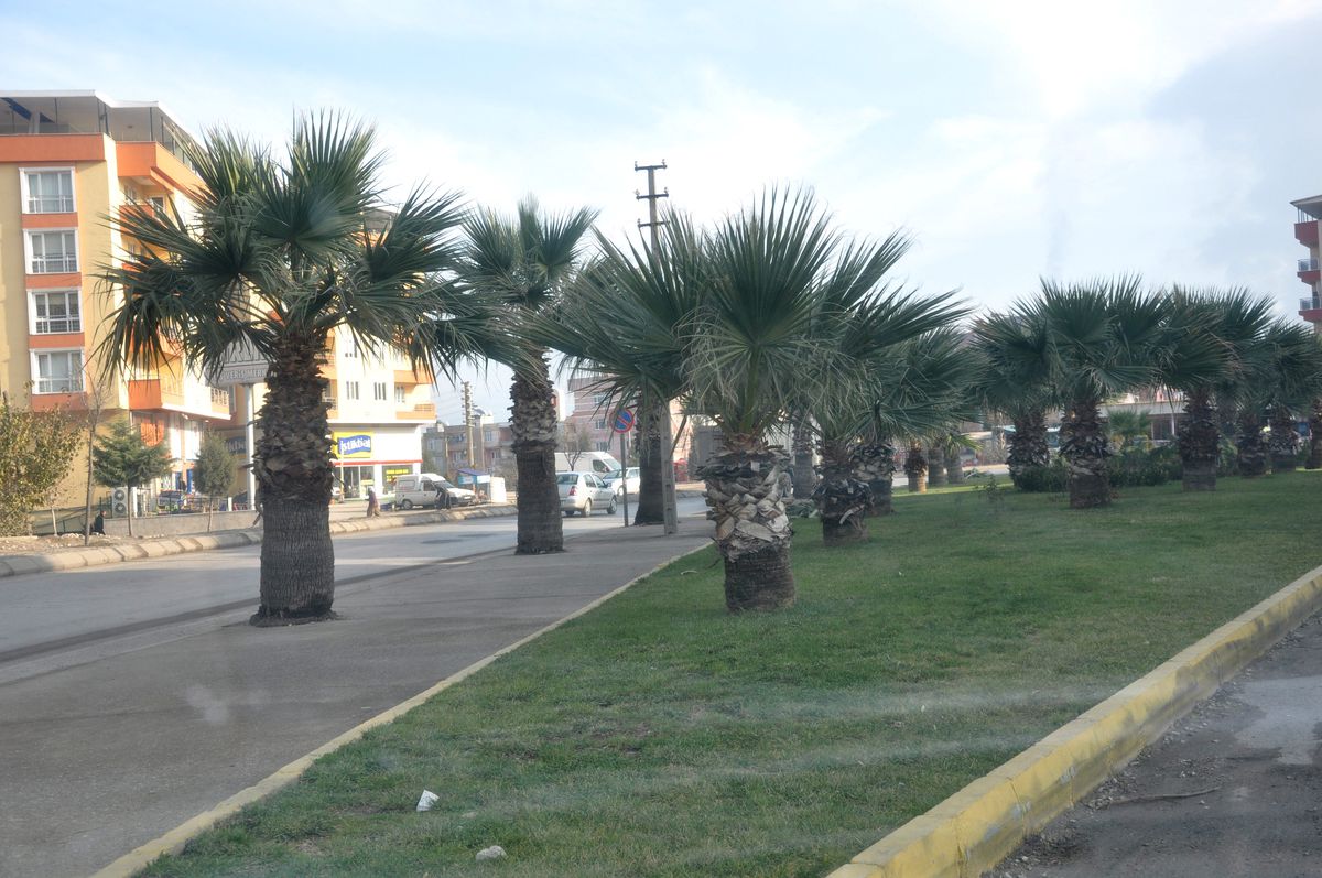 Soma\'da Cadde Kenarındaki Palmiyeler Parklara Taşınıyor