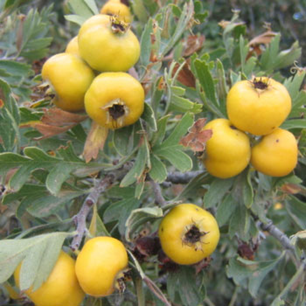 2013 "Alıç" Yılı Olacak