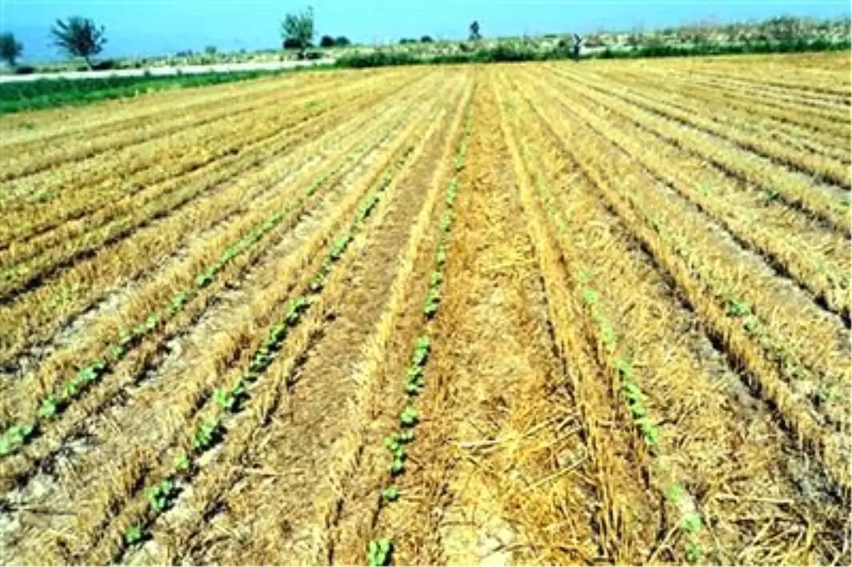 Aydınlı Üretici Sırta Ekimde Başarılı Oldu