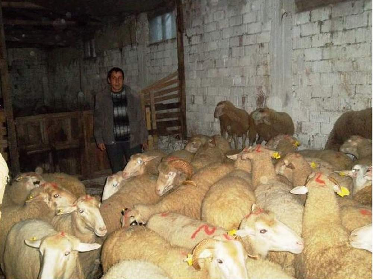 Bursa\'da 210 Küçükbaş Hayvan Dağıtıldı