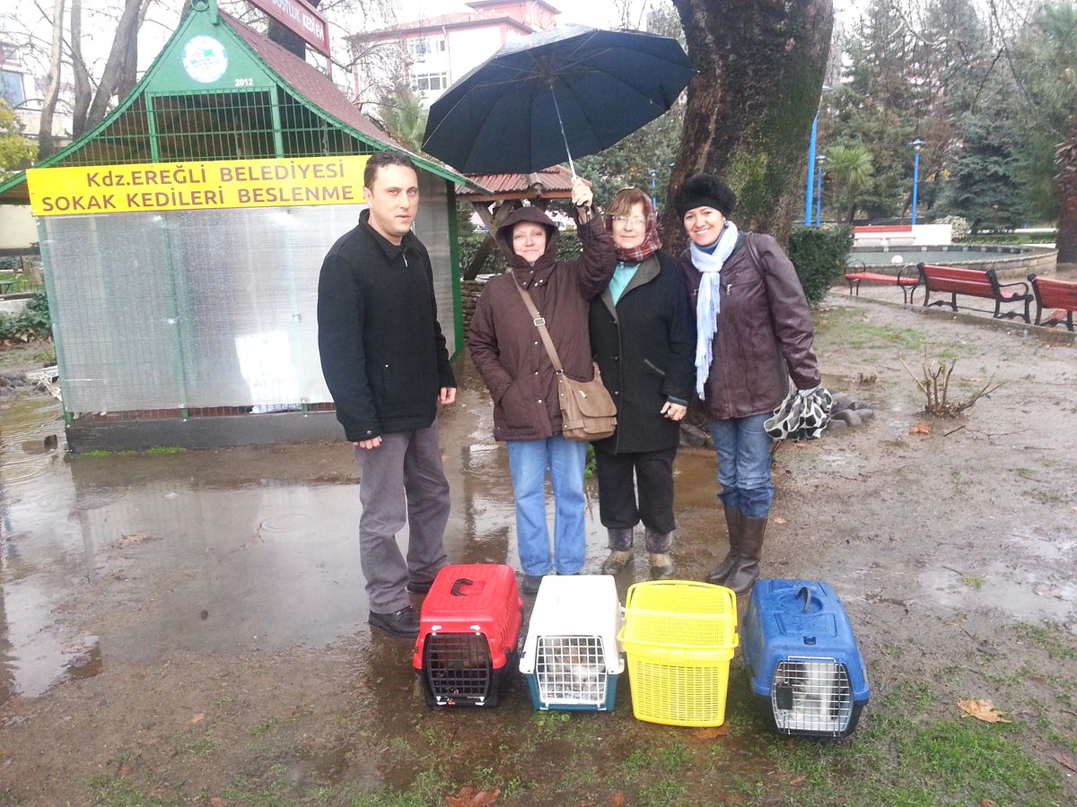 Ereğli\'de Sokak Kedilerine Yönelik Çalışma Sürüyor
