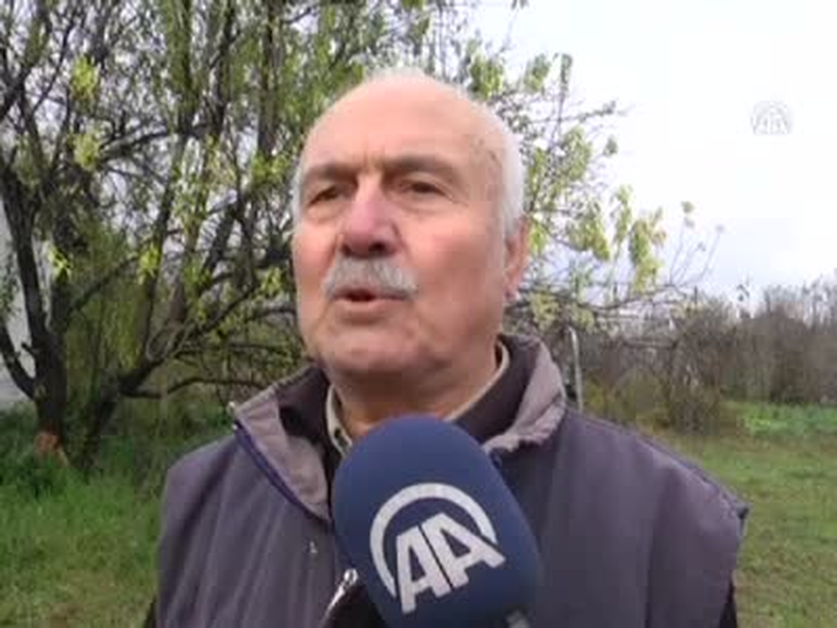 Kış Ortasında Erik Ağacı Meyve Verdi