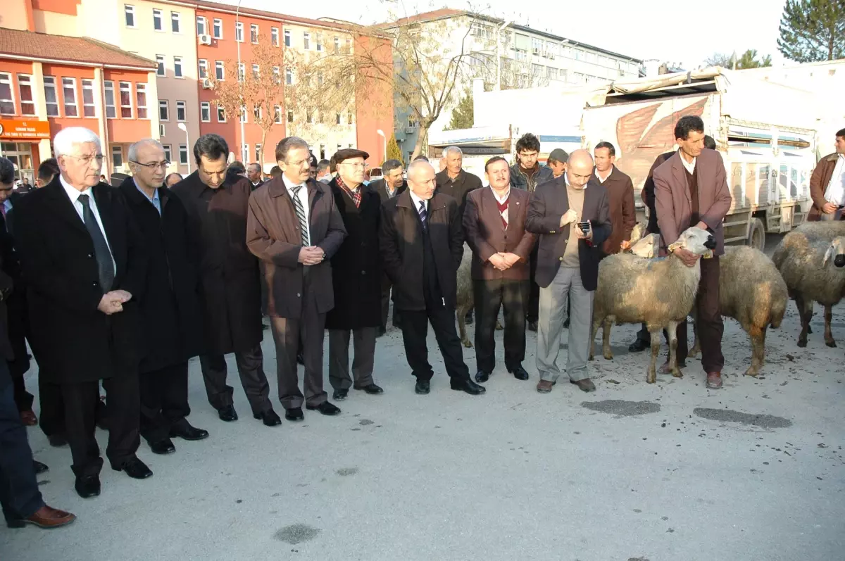 Karaman'da Üreticilere 27 Damızlık Koyun Dağıtıldı