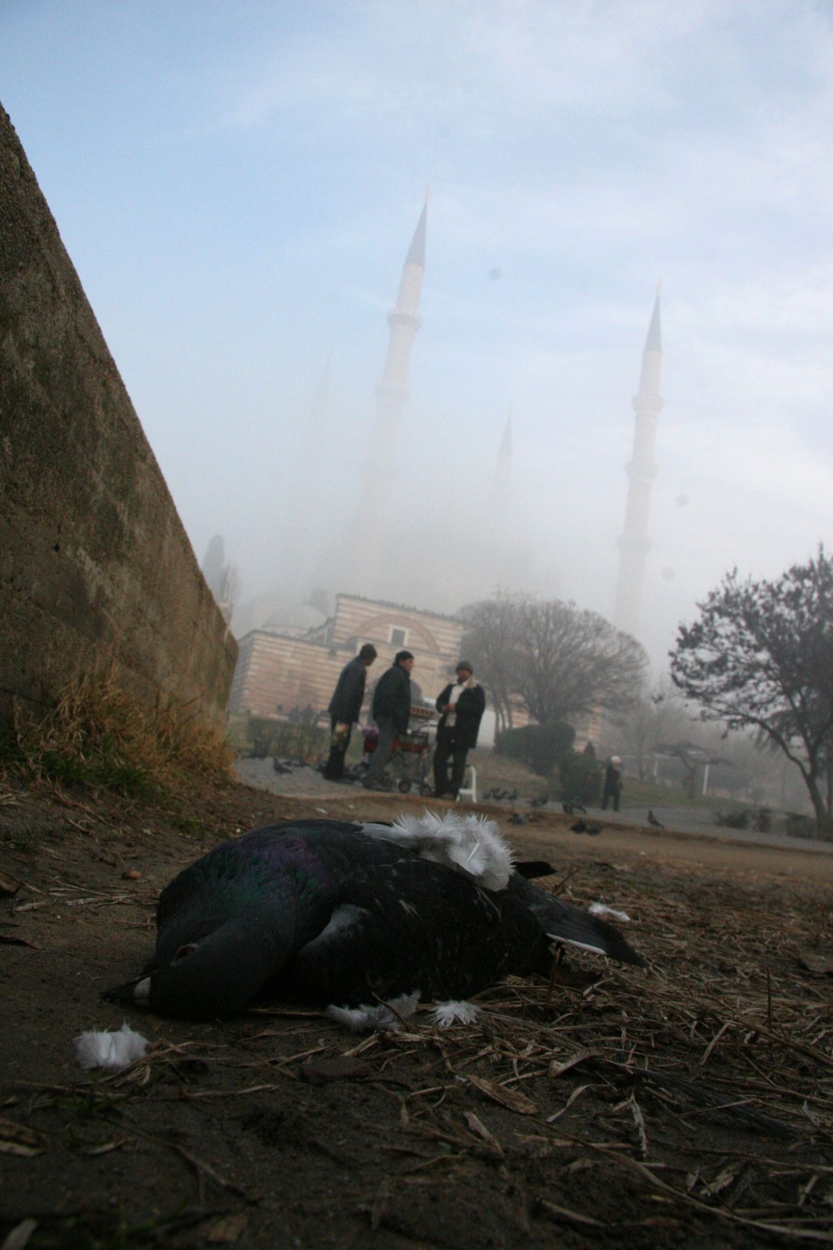 80 Güvercin Telef Oldu