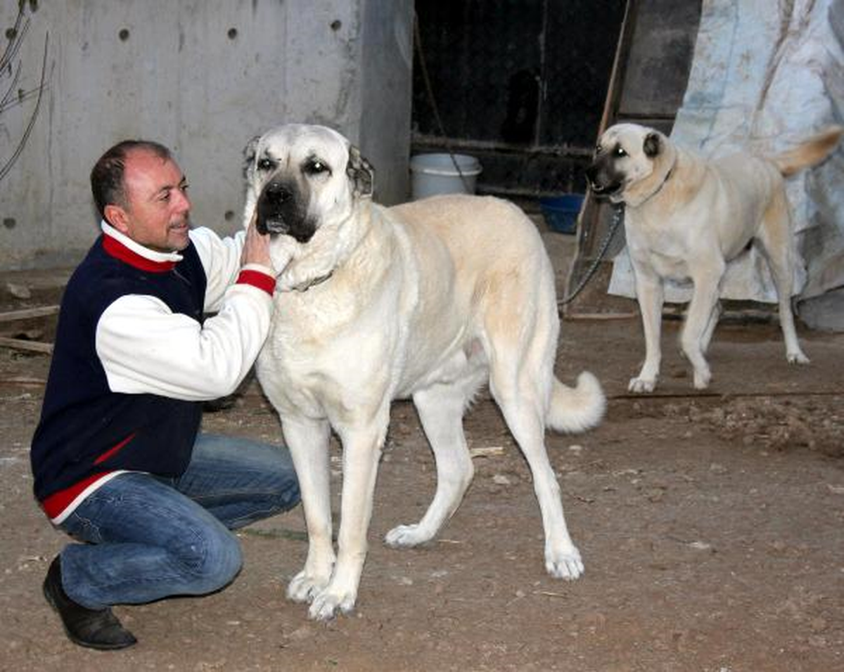 Çiftleştirmek İçin Köpeğine \'Uygun Eş\' Buldu