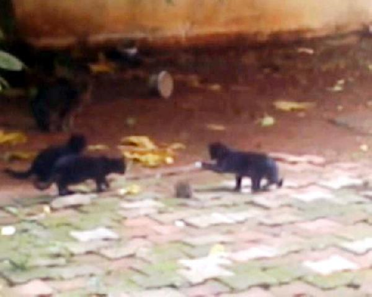Dört Kedi Bir Fareyle Baş Edemedi