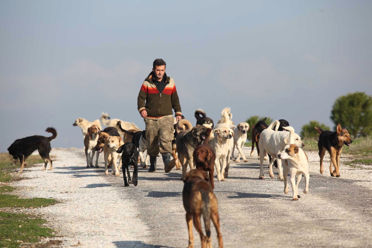 İnebolu\'da Sokak Köpekleri Sorunu