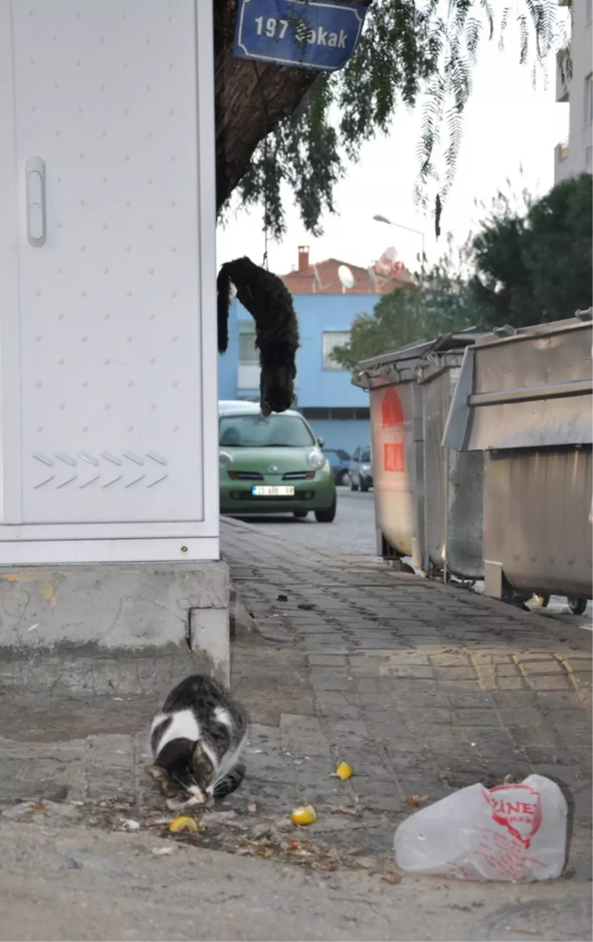 İzmir\'de İkinci Kedi Katliamı