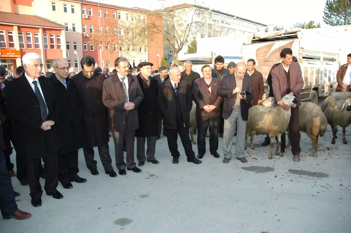 Karaman\'da Üreticilere Damızlık Koç Dağıtıldı