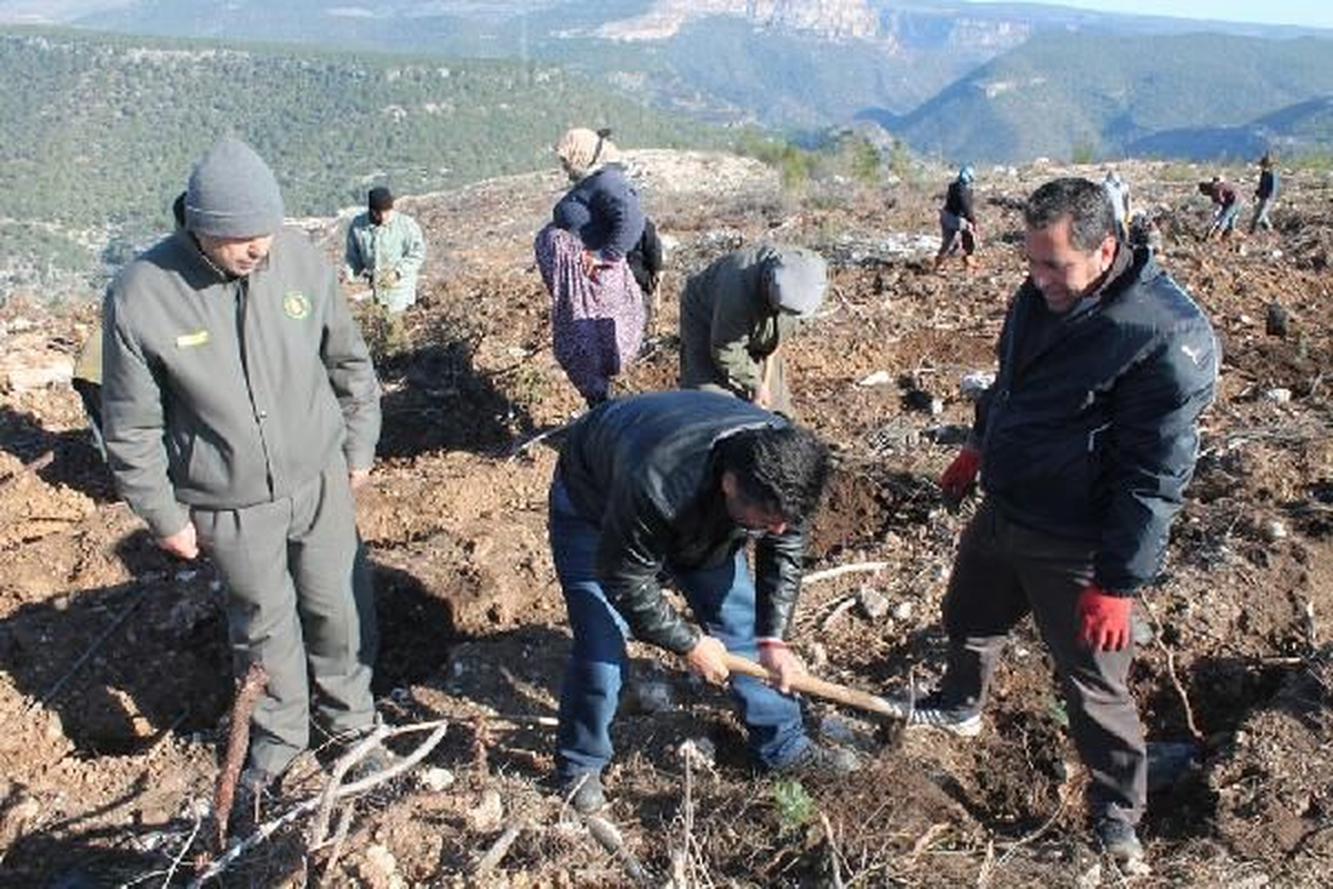 Kestiği 1 Ağaca Karşılık 50 Fidan Dikecek
