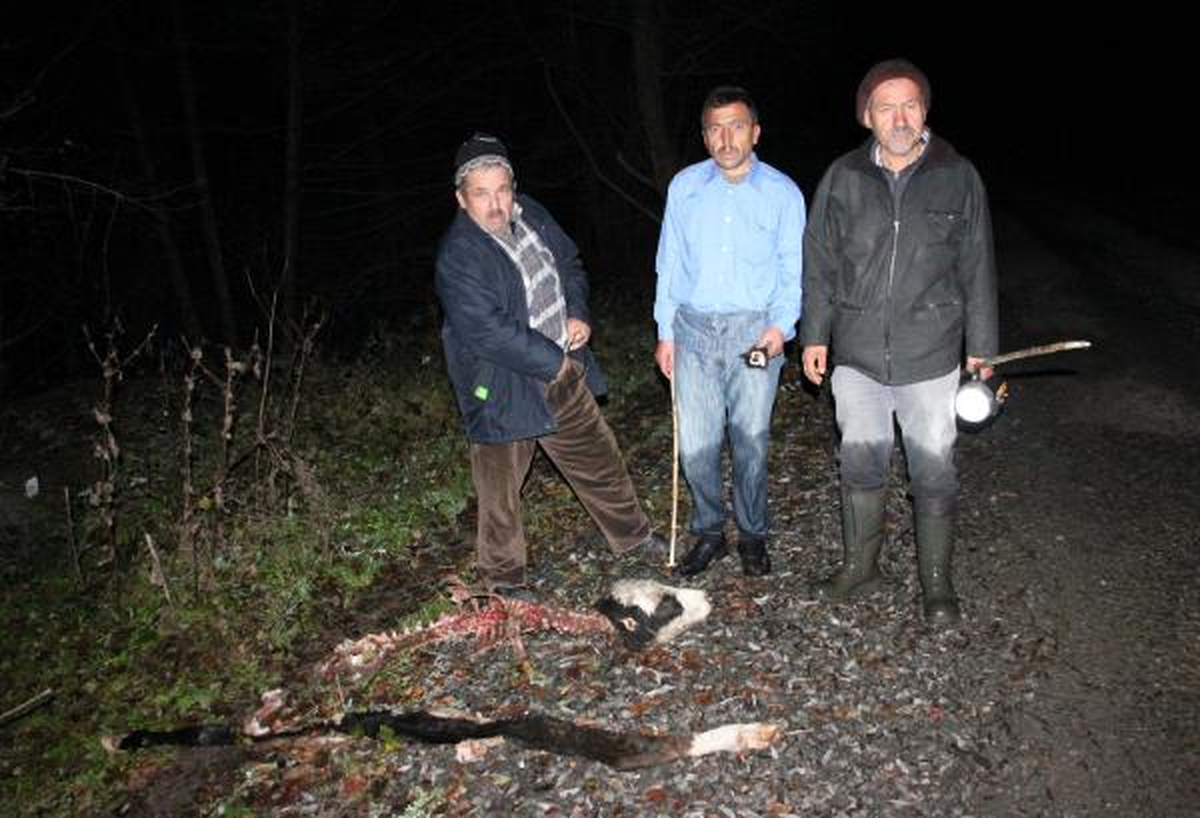 Köyde Çakal ve Kurt Saldırısına Karşı Tüfekli Nöbet