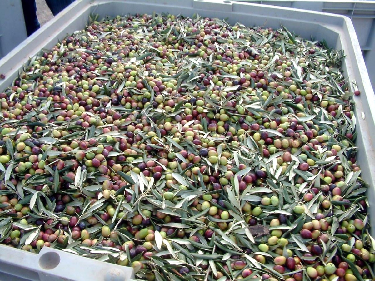 Marmarabirlik, 40 Bin Ton Zeytin Alımı Gerçekleştirdi