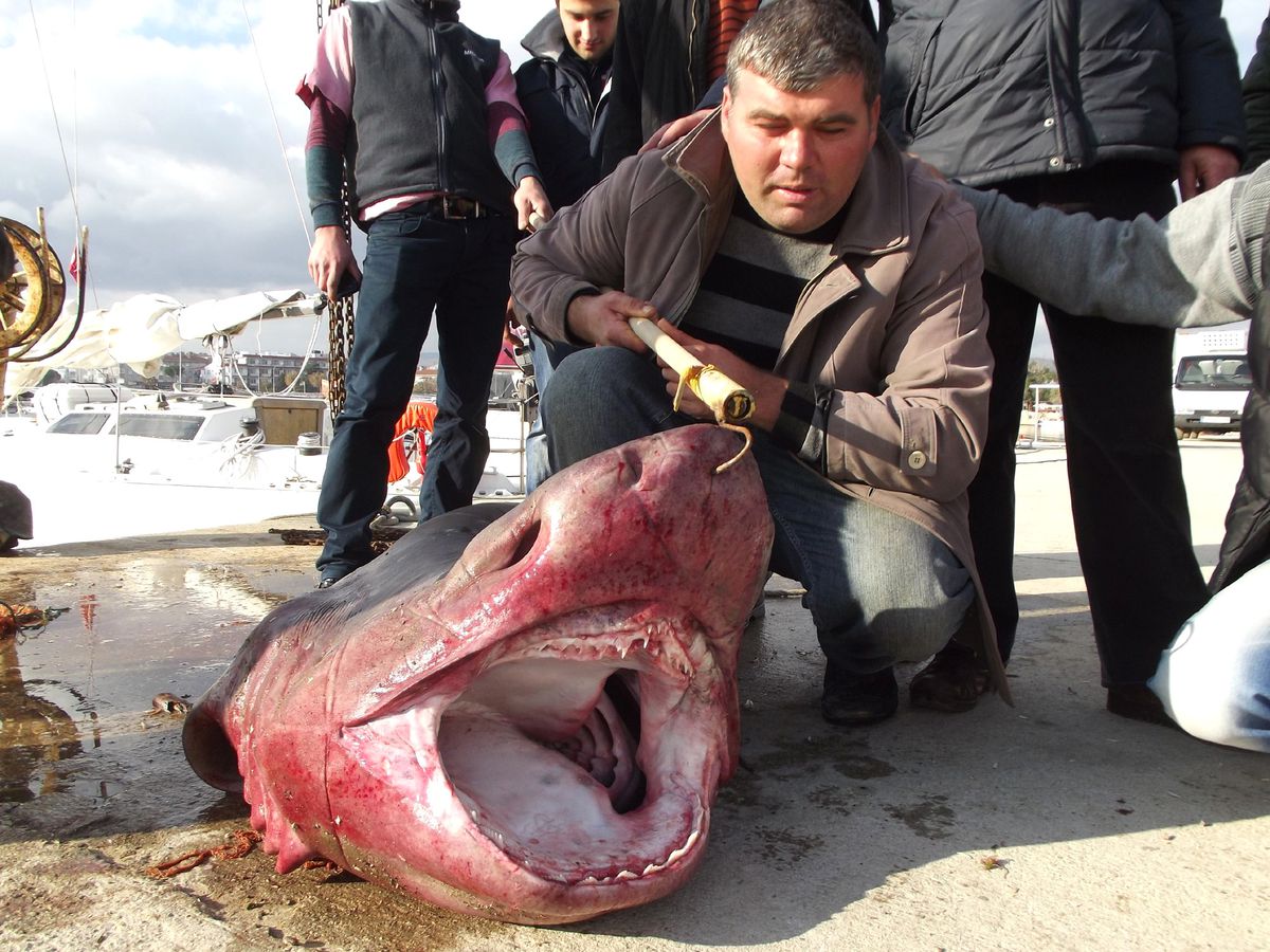 Tekirdağ\'da \'Jaws\' Paniği