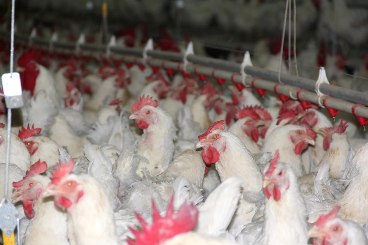 Suriye\'deki Olaylar Tavuk Üreticisine Yaradı