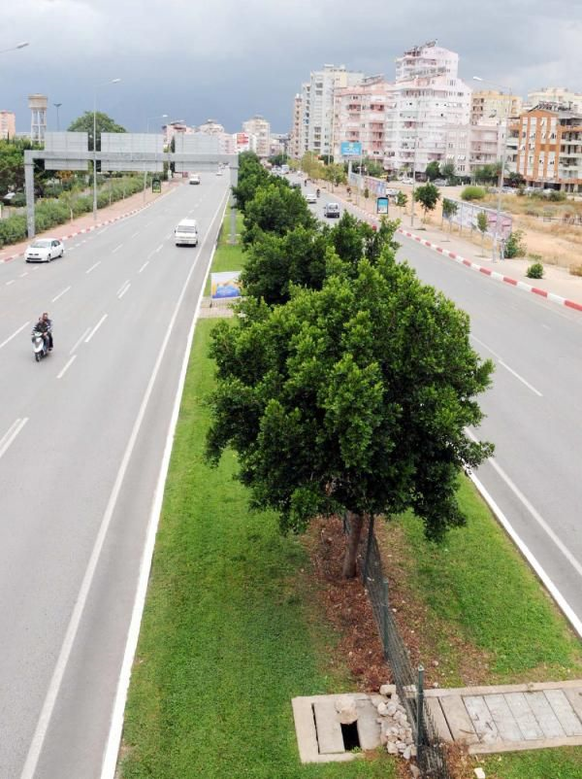 "Turunç Ağaçları Şehri Süslesin" Önerisi