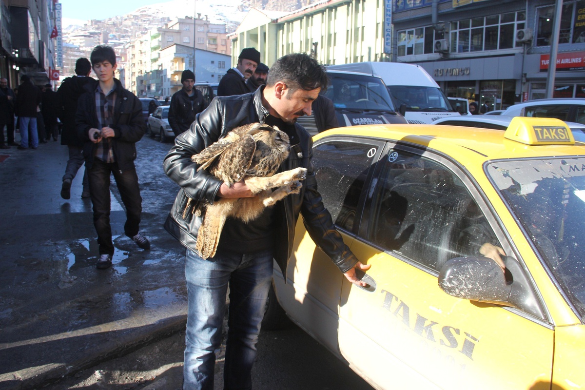 Yaralı Baykuşa Gazeteciler Sahip Çıktı