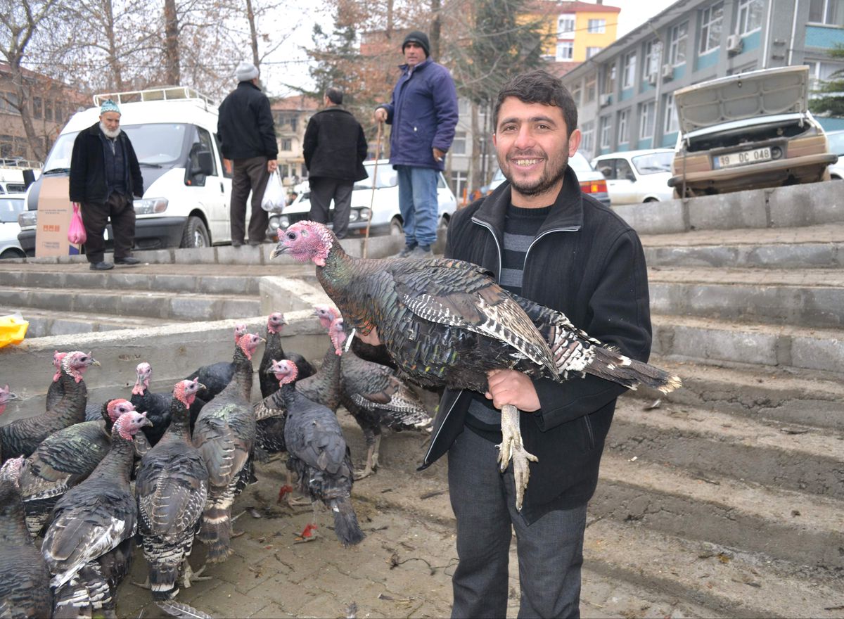 Yılbaşı Hindileri Görücüye Çıktı