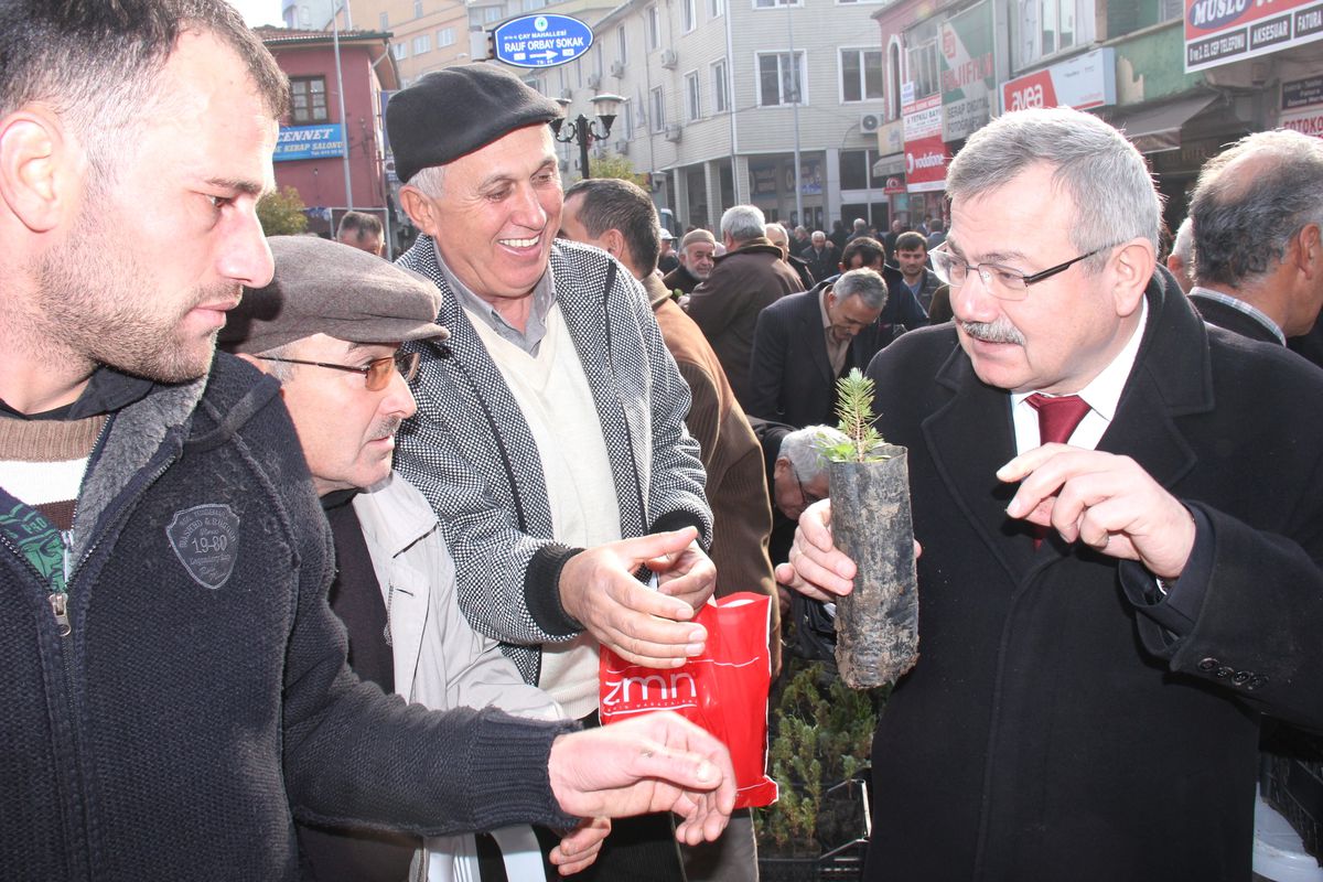 Belediye\'den Çam Fidanı
