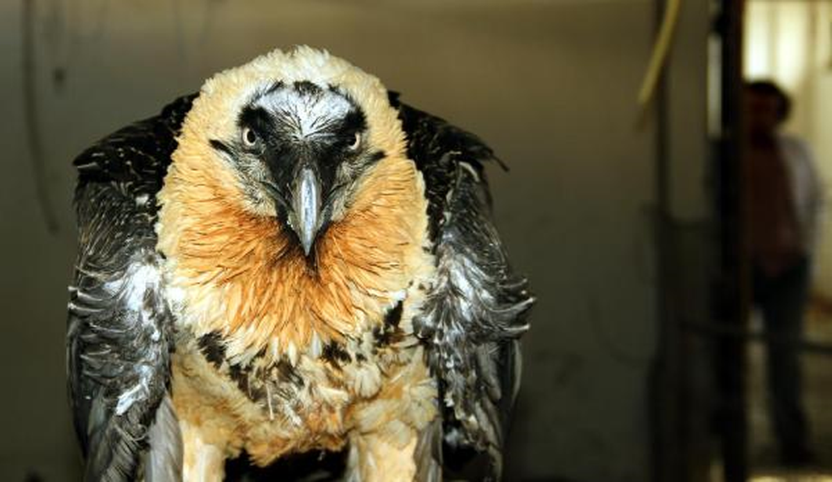 Dağda Bulunan Sakallı Akbaba Tedavi Altında