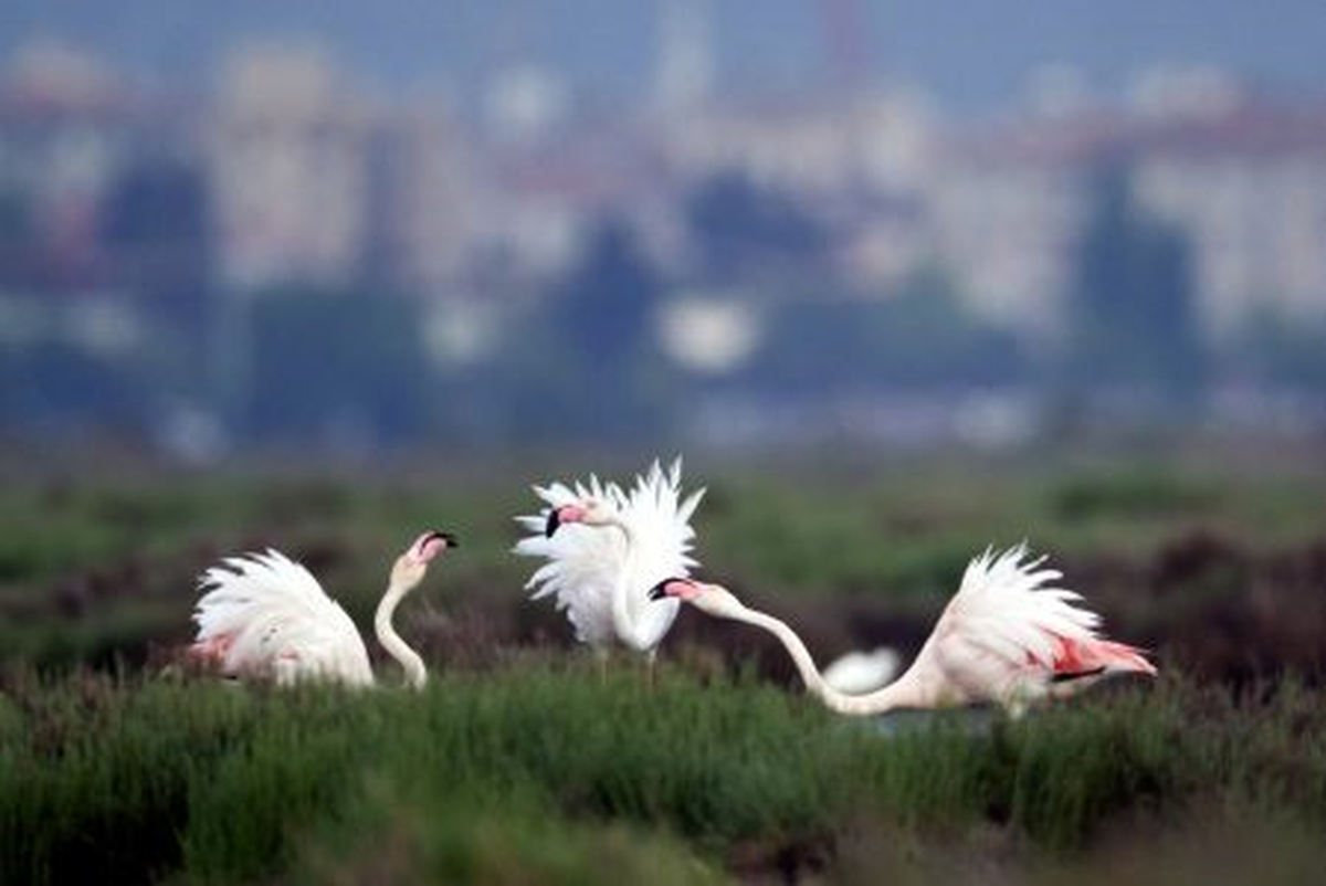 İzmir Körfezi\'nin Çamuru İçin Öneri ve Çözümler