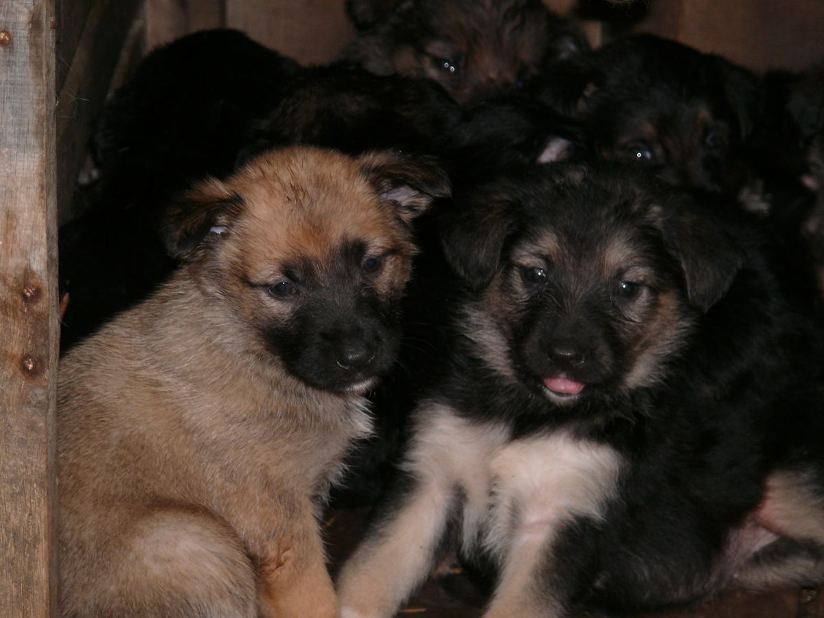 Kurt Köpeği Bir Batında 12 Yavru Doğurdu