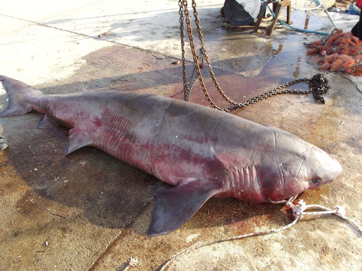 Şarköy\'de Üç Metrelik Jaws Yakalandı