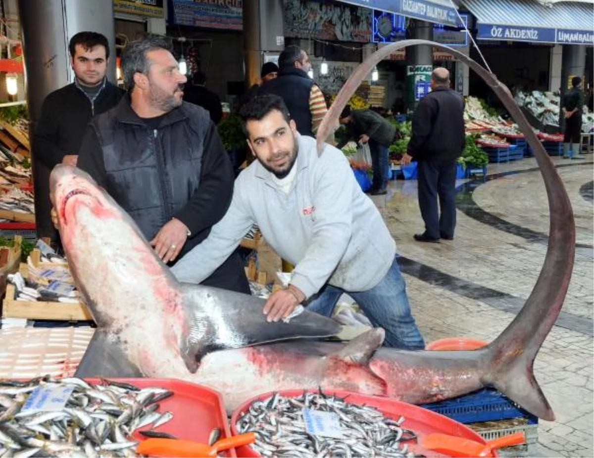 Gaziantep\'te 4 Metrelik Köpek Balığı İlgi Gördü