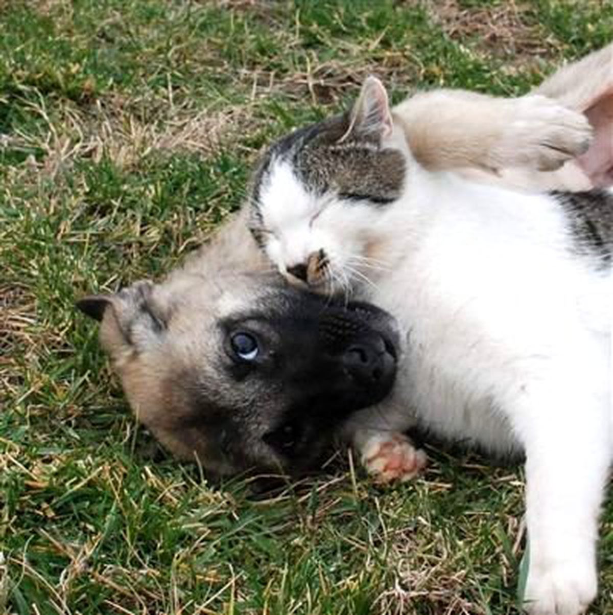 Kedi ile Köpeğin Dostluğu