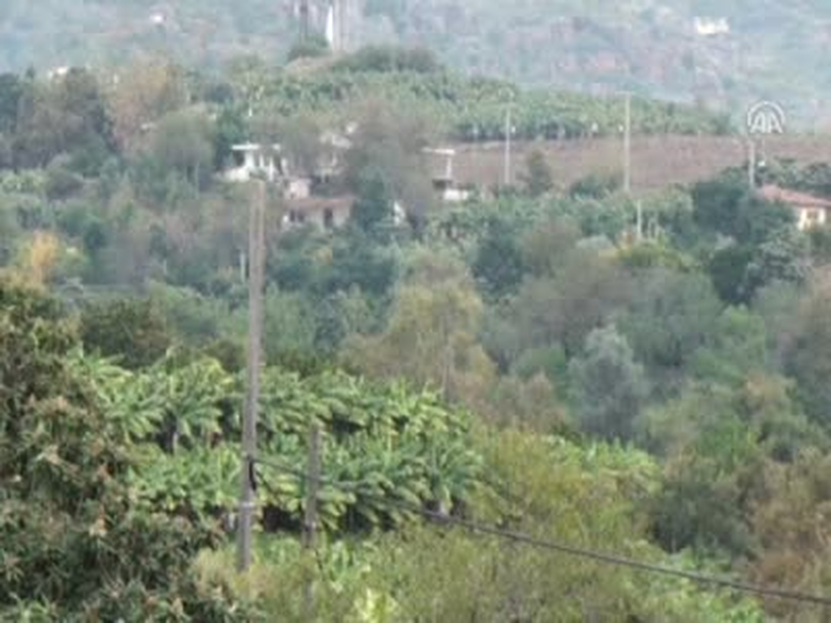 Tropikal Meyveler Alanyalı Oldu