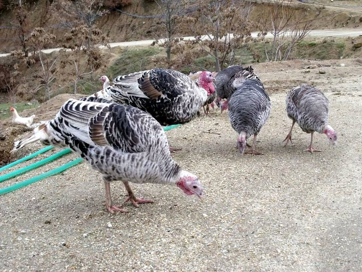 Yılbaşı Hindileri Beklenen İlgiyi Görmedi