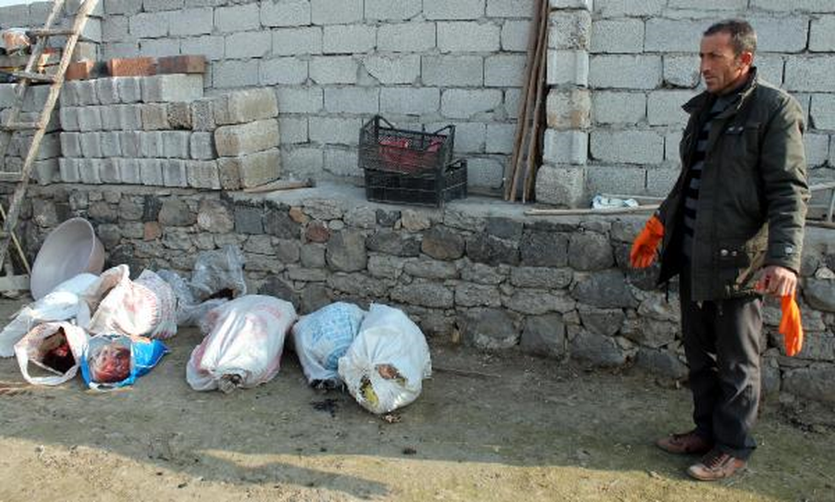 Hırsızlar Çaldıkları Koyunları Kurtlara Kaptırdı