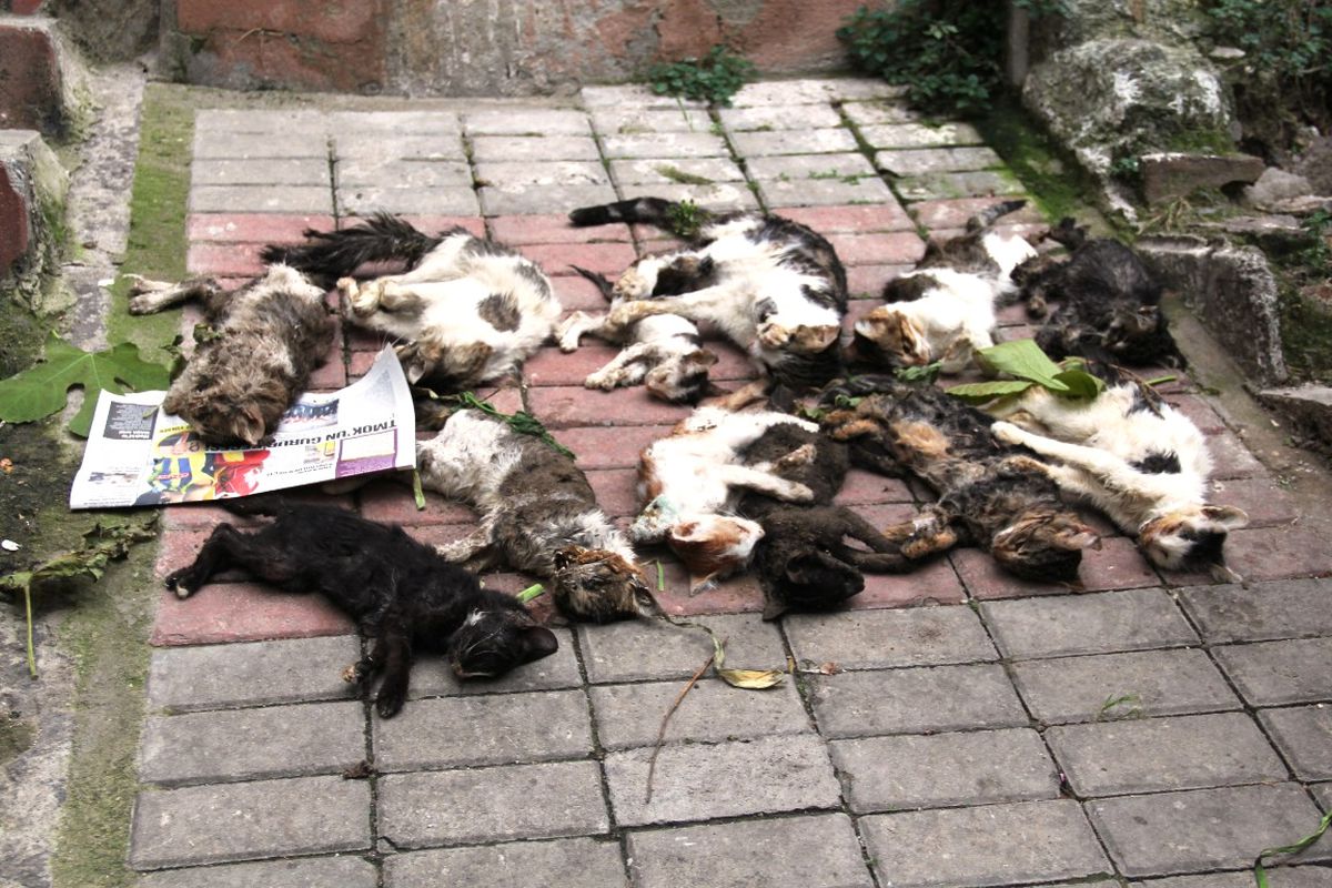 İzmir\'de Bir Kedi Katliamı Daha