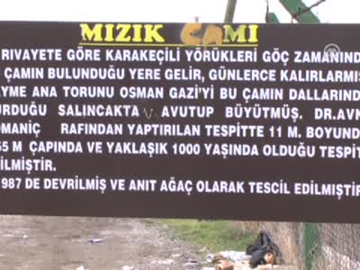 Osmanlı\'ya Beşiklik Eden Ağaç