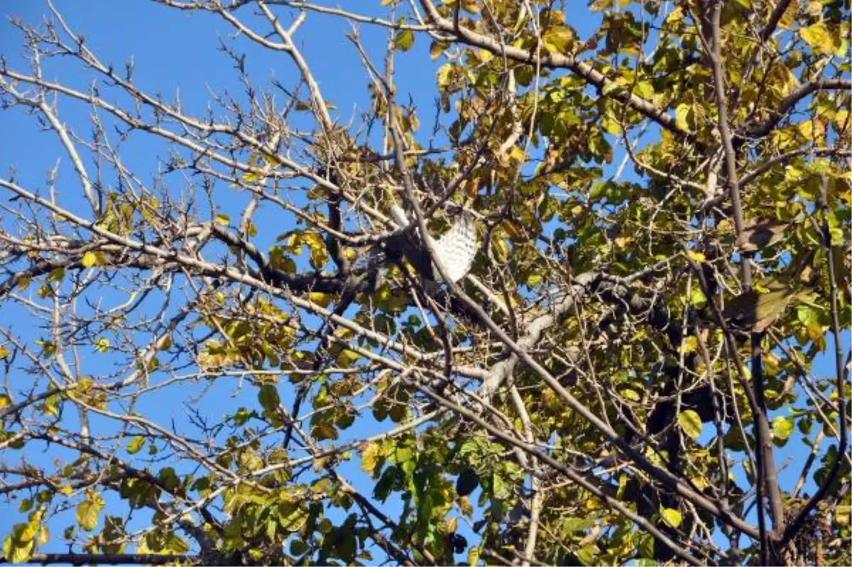 Ağaçtaki Uçurtma İplerine Dolanan Atmacayı İtfaiyeciler Kurtardı