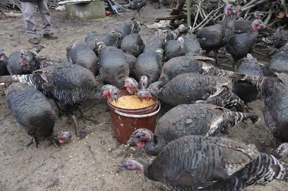 Ahlat\'ta Yılbaşı Hindisine Rağbet