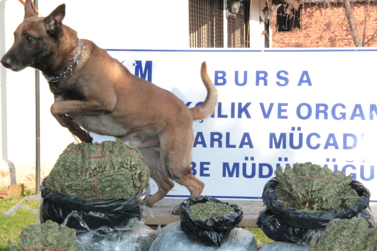 Bursa\'da Yılbaşı Öncesi 2 Uyuşturucu Taciri Yakalandı