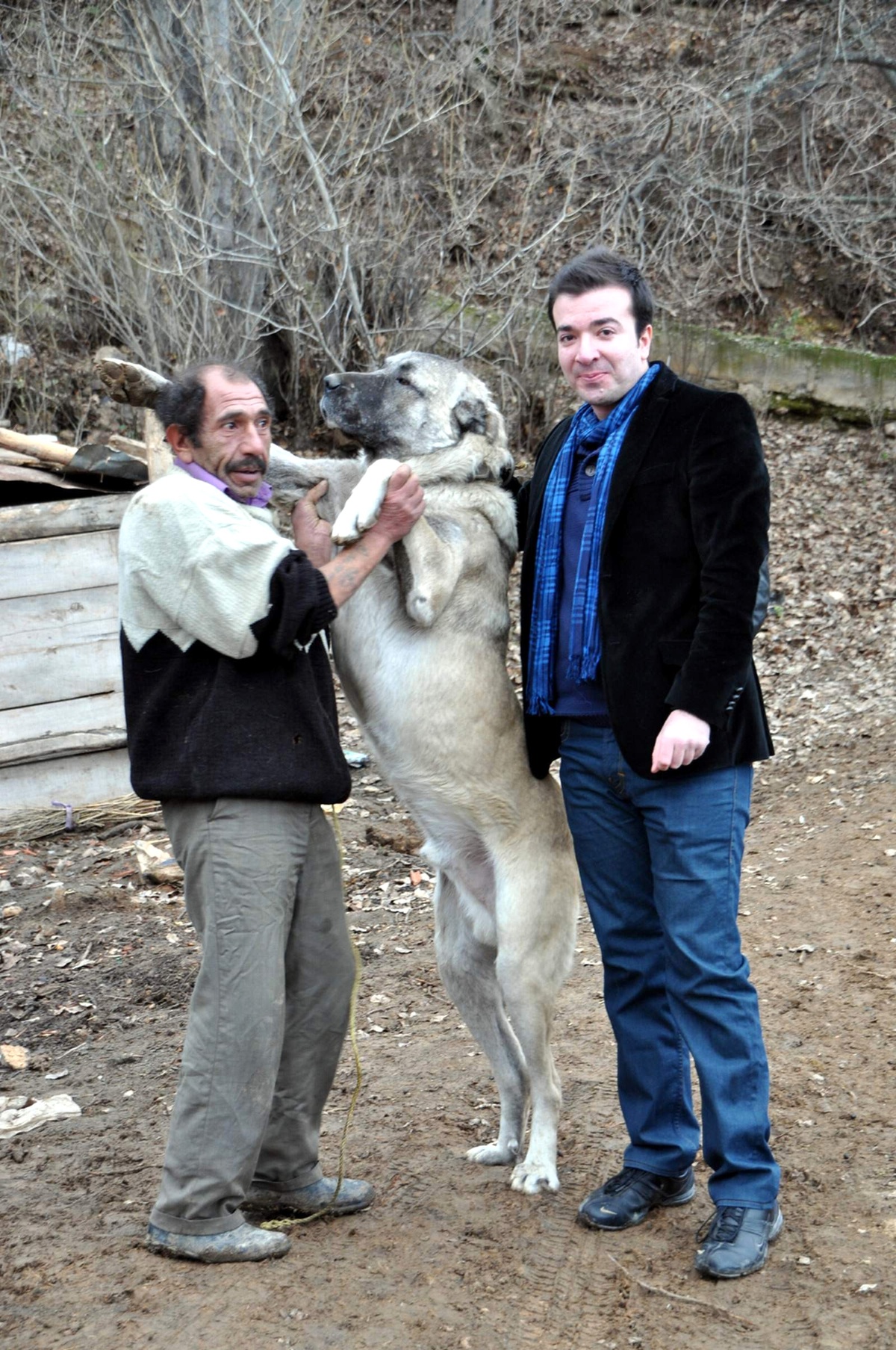 Kangal Köpeklerini Doğasına Uygun Olarak Yetiştiriyorlar