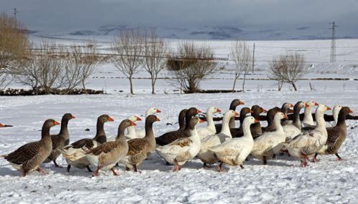 Kars\'ın "Kaz"Ları Yılbaşı Soflarını Süsleyecek
