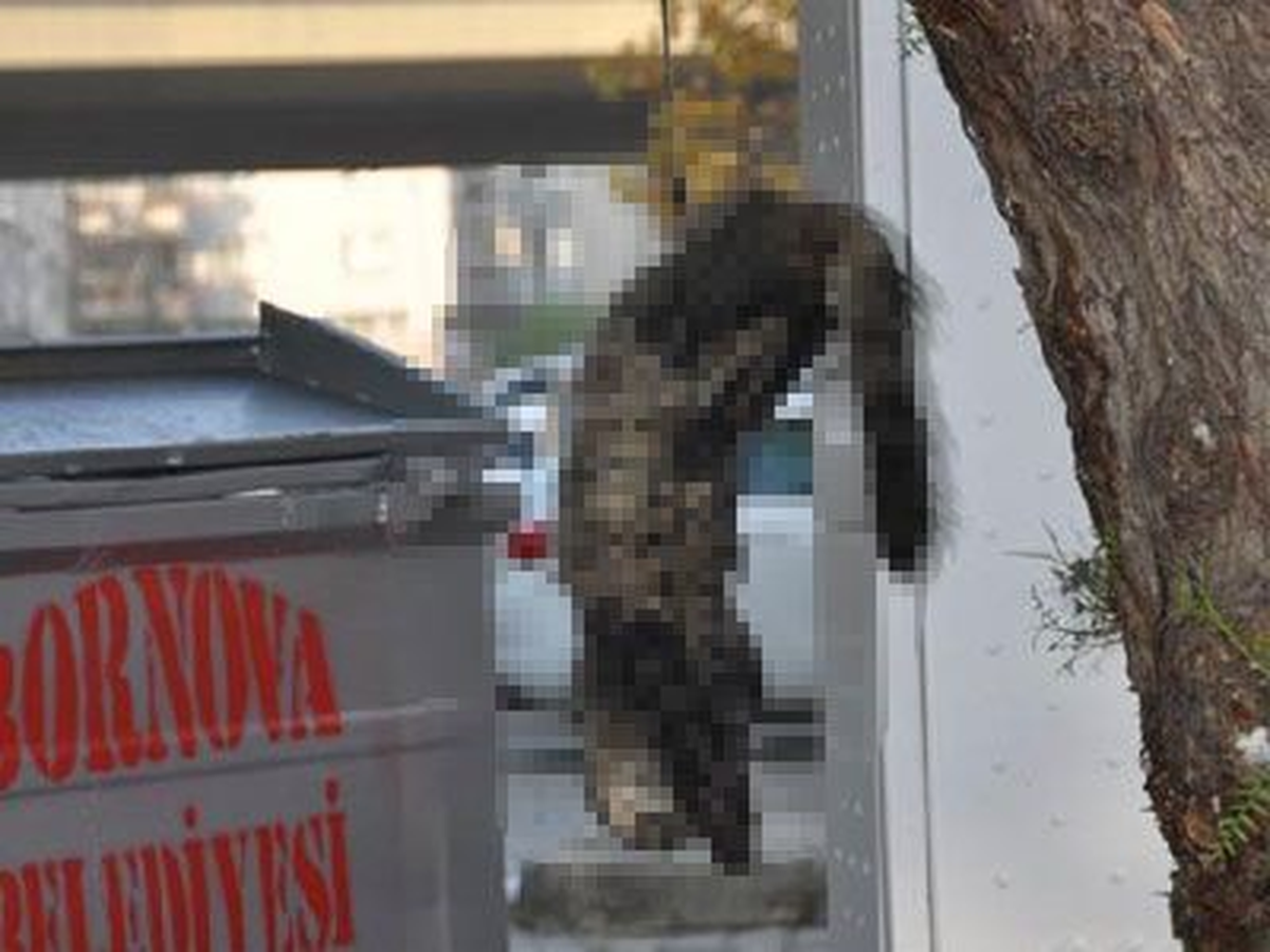 Kediyi Ağaca Asan Kadın Bulundu