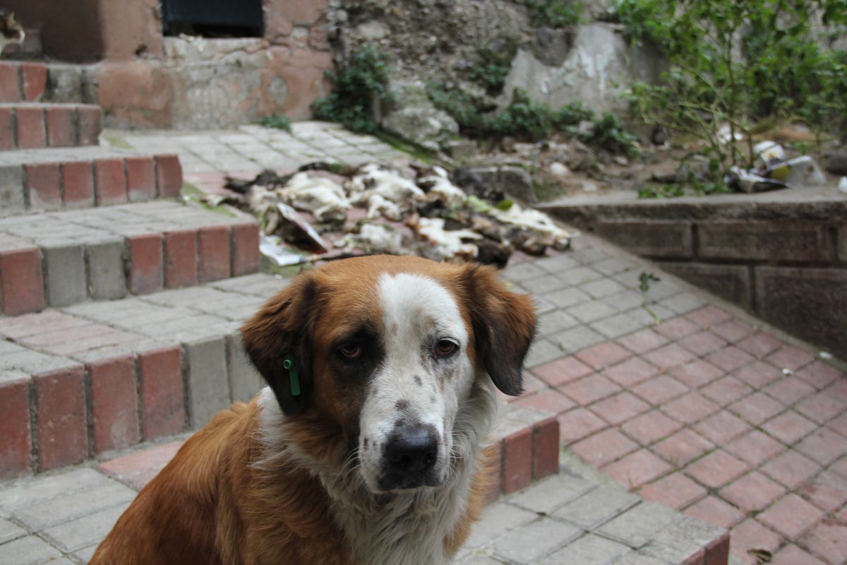 Vahşete Sokak Köpeği Bile Dayanamadı