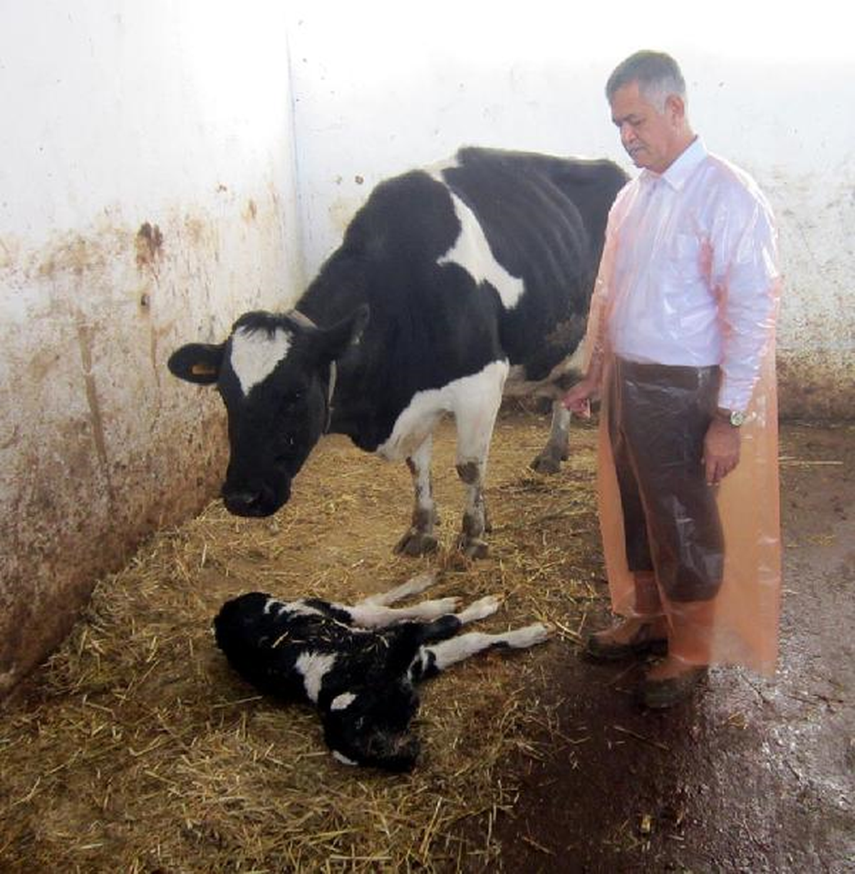 Çift Başlı Buzağı Şaşırttı