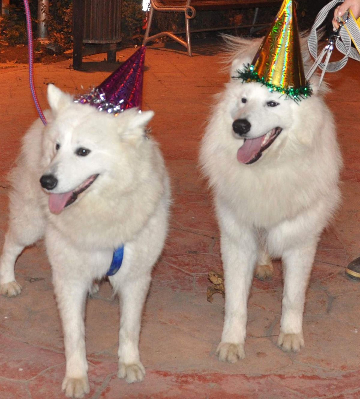 Kukuletalı Köpekler 2013\'e Böyle Girdi