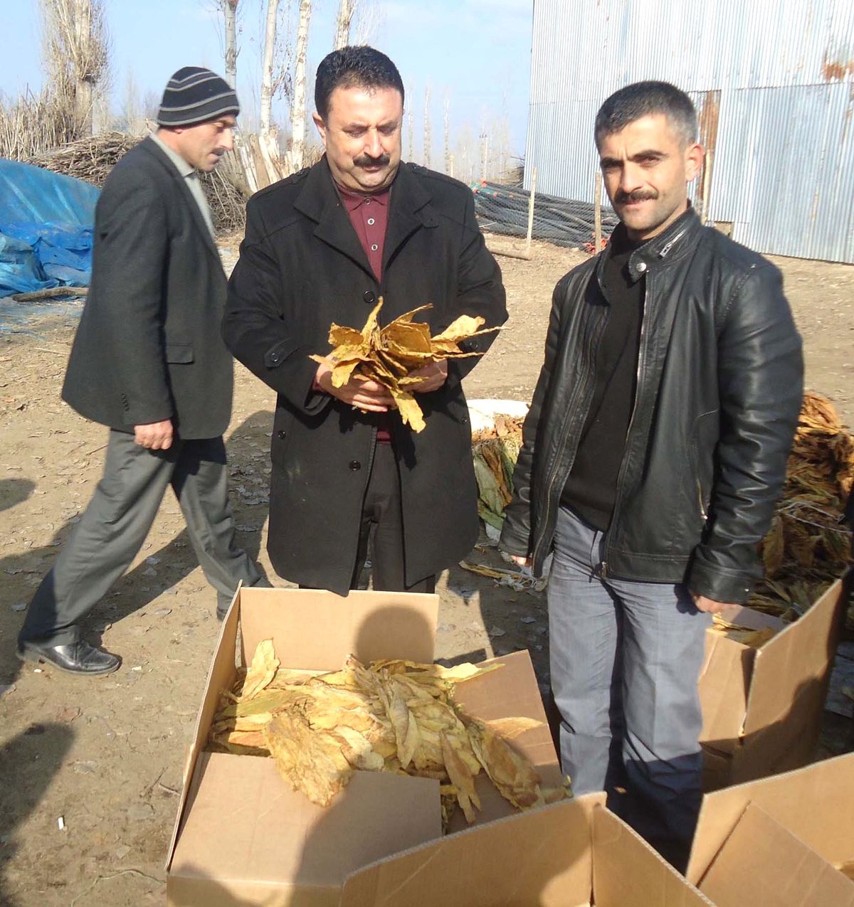 Muş\'ta Tütün Alımları Devam Ediyor
