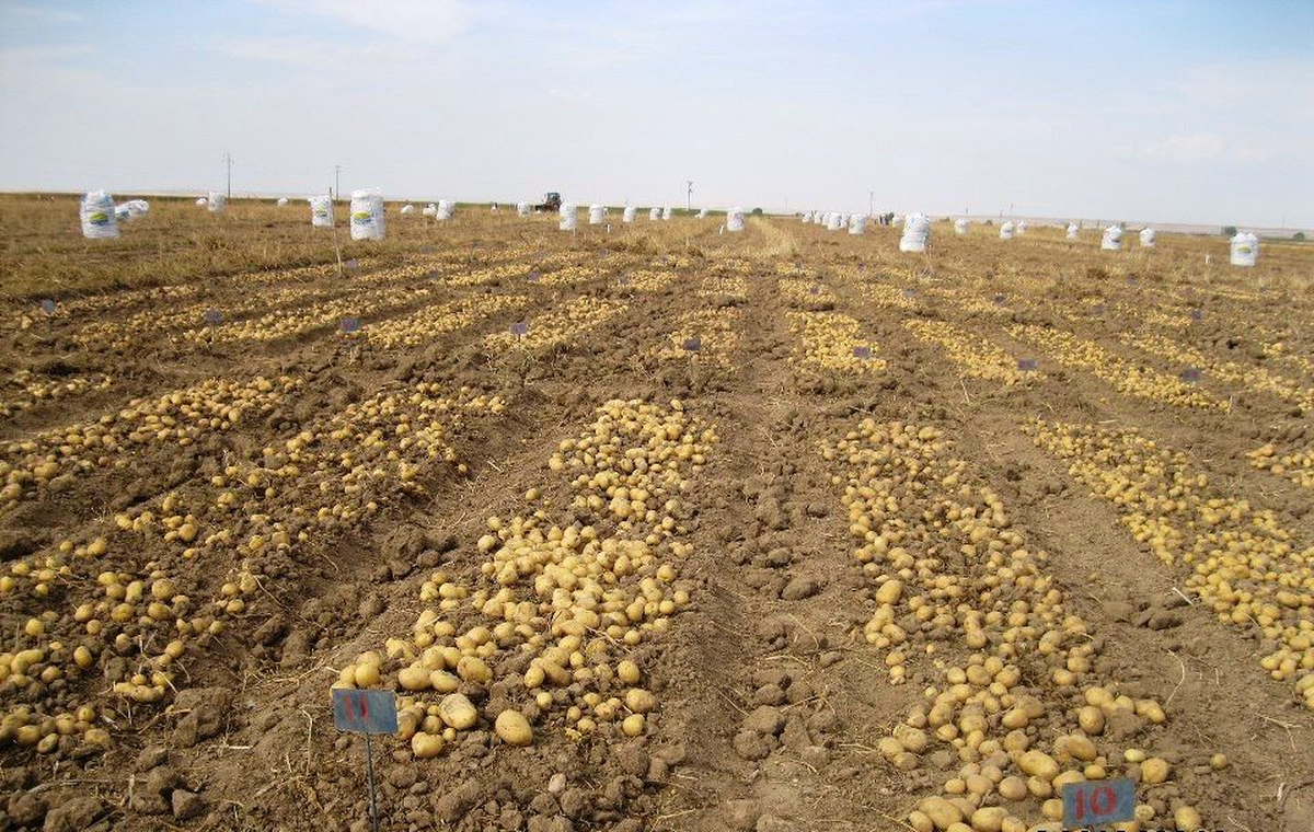 Yerli Üretim Patates Tohumu Görücüye Çıkacak