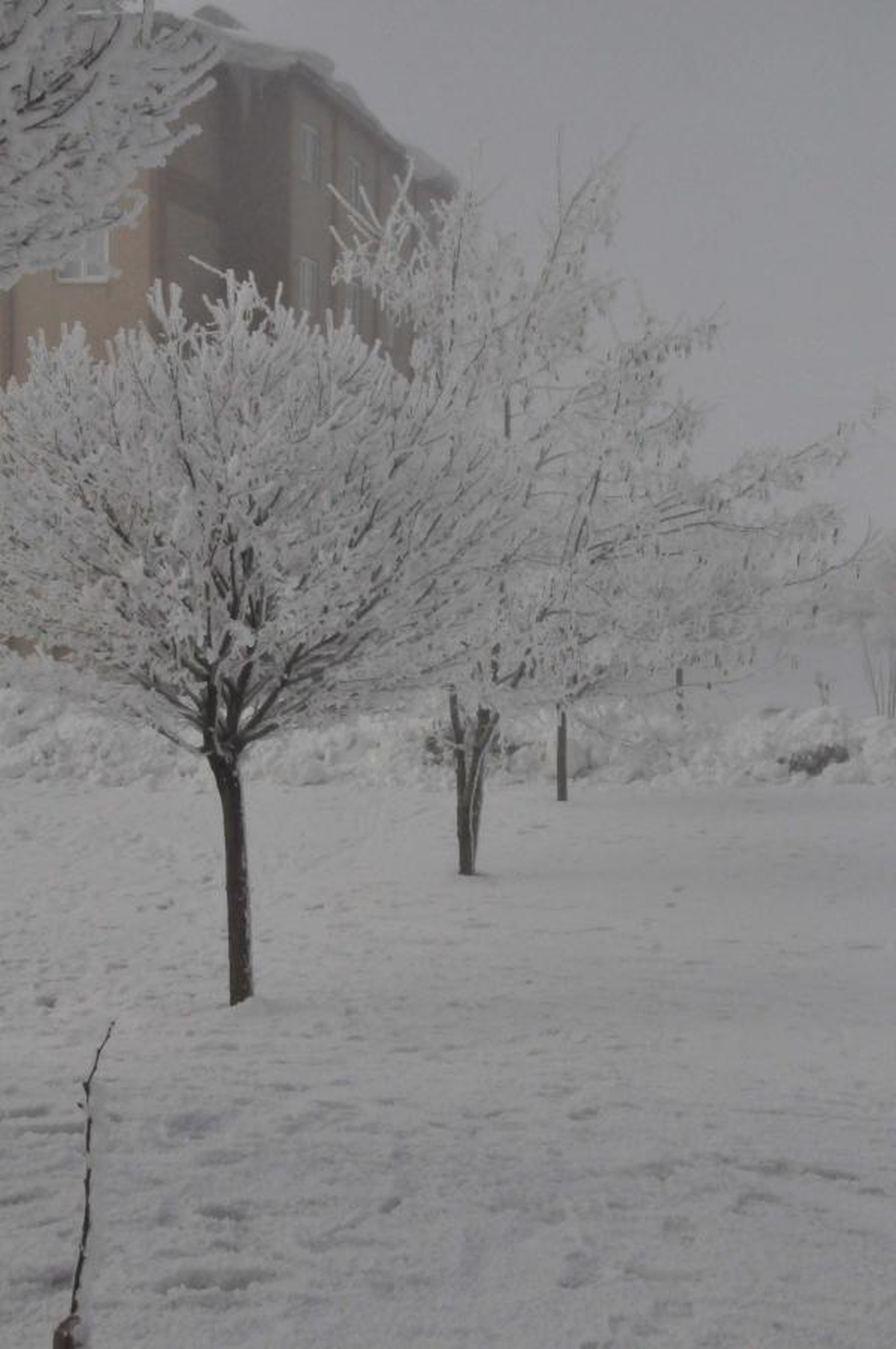 Bitlis\'te Sis ve Donrucu Soğuk