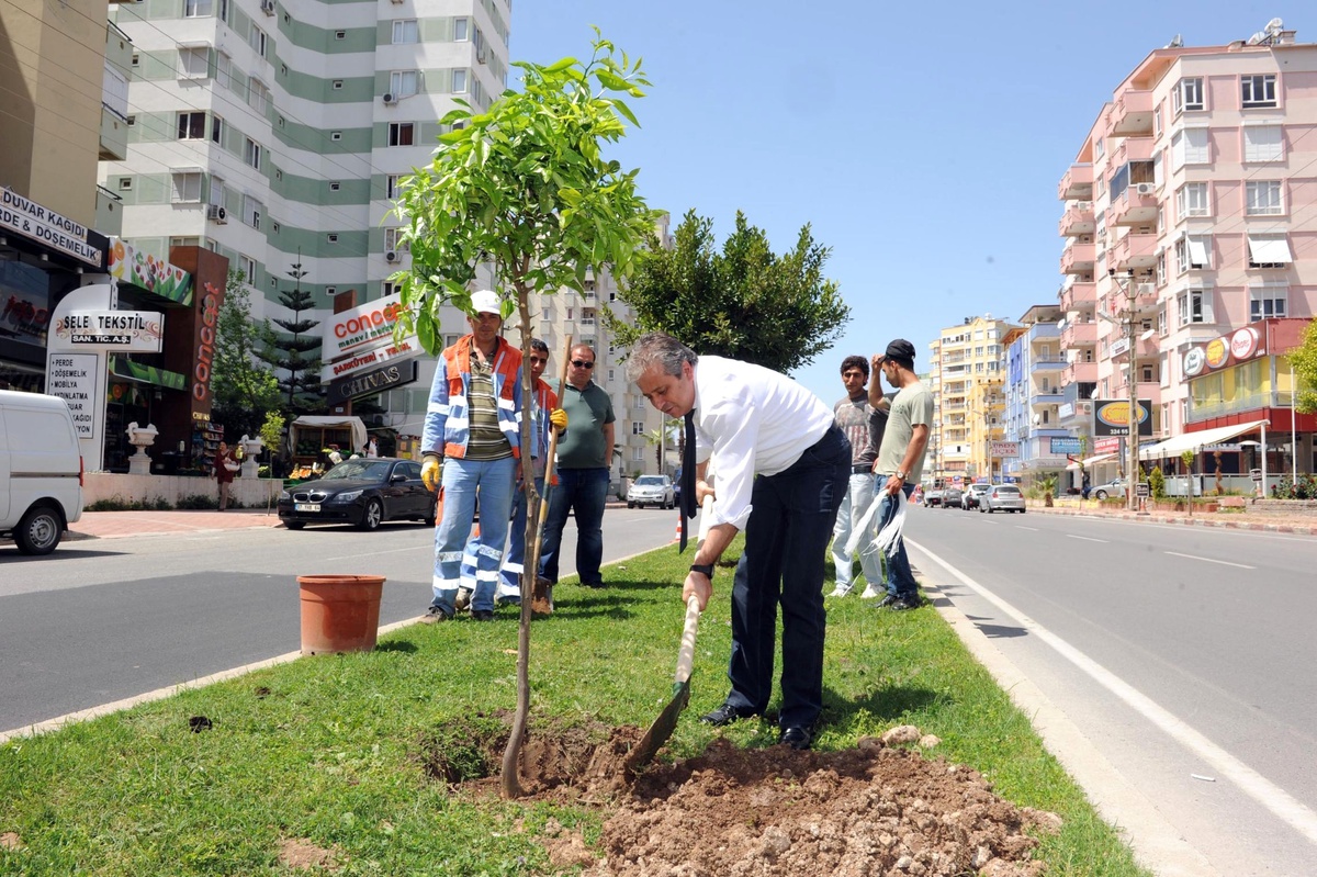 Büyükşehir Caddeleri Narenciye Bahçesine Dönüyor