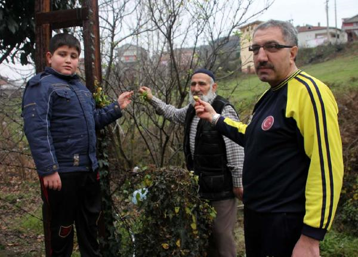 Çiçek Açıp Meyve Veren Erik Ağacı Şaşırttı