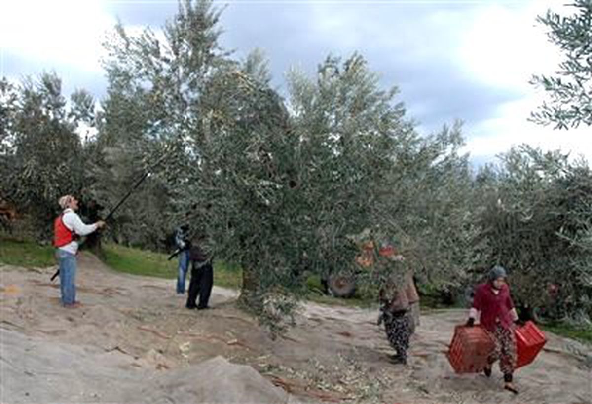 Edremit\'te Binlerce İnsan Zeytin Toplayarak Geçimini Sağlıyor