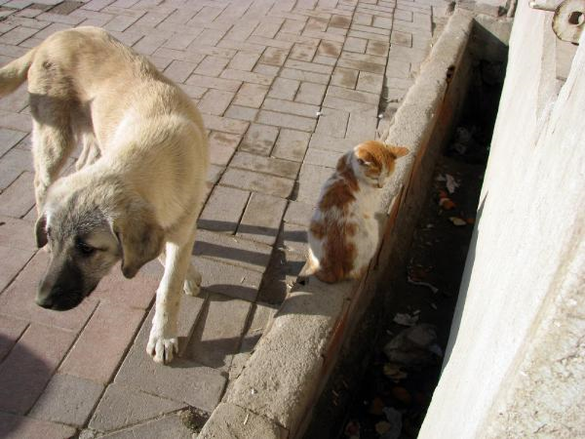 Kedi ve İki Köpeğin Dostluğu