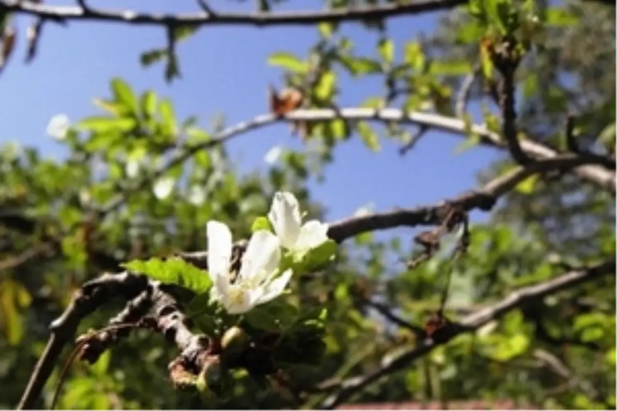 Lapseki\'de Meyve Ağaçlarının Budanmasına Başlandı